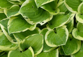 Tri mená pre jednu rastlinu – funkia, hosta, bohyška