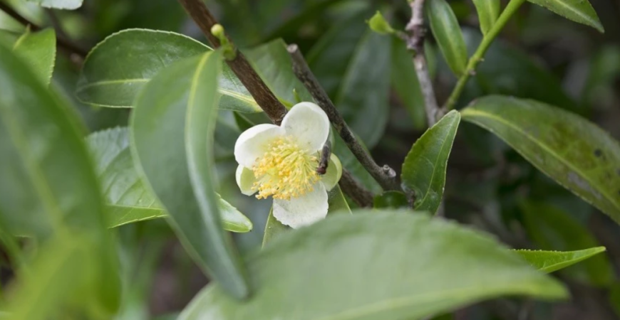 Čajovník čínsky – užitočná izbovka