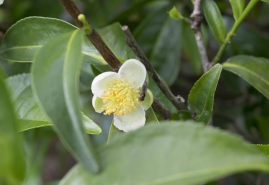 Čajovník čínsky – užitočná izbovka