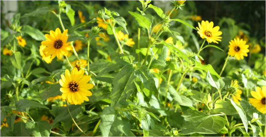 Slnečnice, obri alebo trpaslíci – vhodný druh si vyberie každý