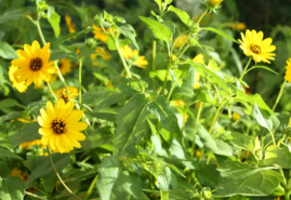 Slnečnice, obri alebo trpaslíci – vhodný druh si vyberie každý