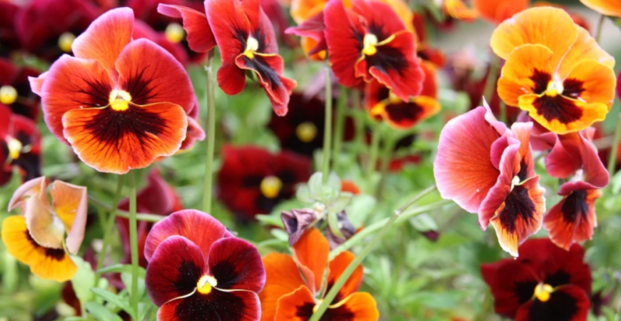 Prišiel čas zasiať dvojročné rastliny, výsev v lete sa vyplatí