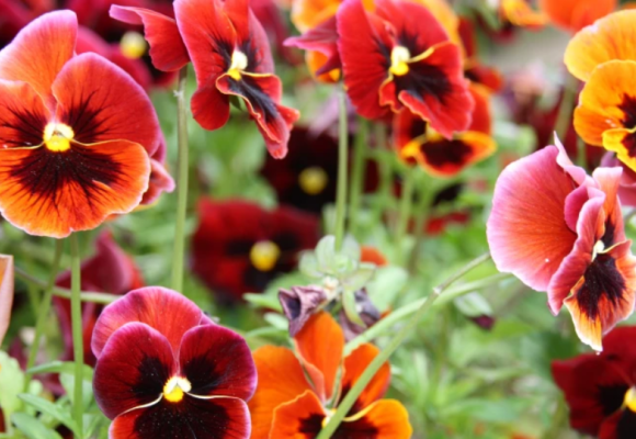 Prišiel čas zasiať dvojročné rastliny, výsev v lete sa vyplatí