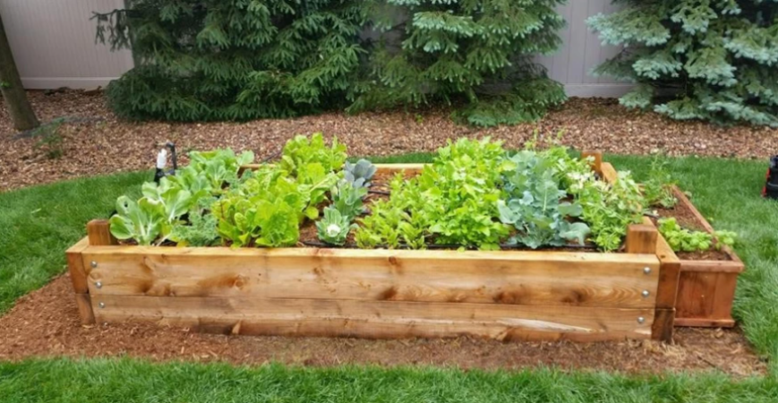 Nenechajte záhony ležať neobrobené, skúste zelené hnojenie