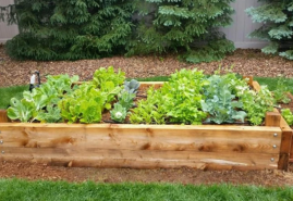 Nenechajte záhony ležať neobrobené, skúste zelené hnojenie