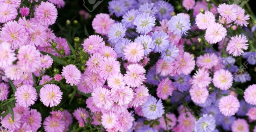 Obľúbené kvety jesene – astry, hviezdice a rozchodníky