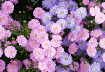 Obľúbené kvety jesene – astry, hviezdice a rozchodníky