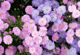 Obľúbené kvety jesene – astry, hviezdice a rozchodníky