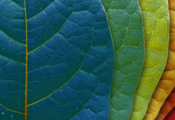 Farbivá z lesov, lúk a záhrad