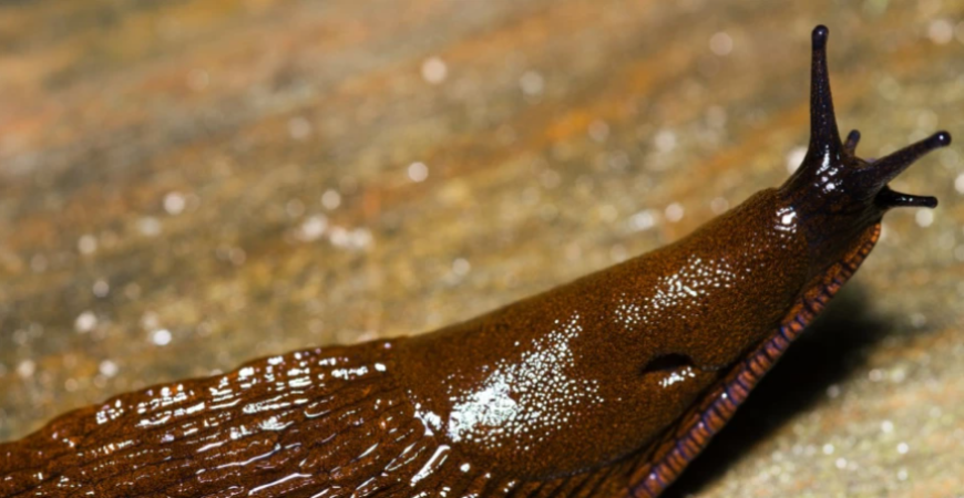 Ako bojovať so slimákmi?