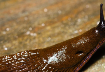 Ako bojovať so slimákmi?