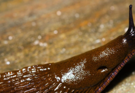 Ako bojovať so slimákmi?