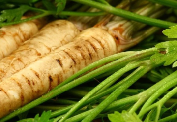 Paštrnák – pokiaľ nevzíde petržlen, je ideálnou náhradou