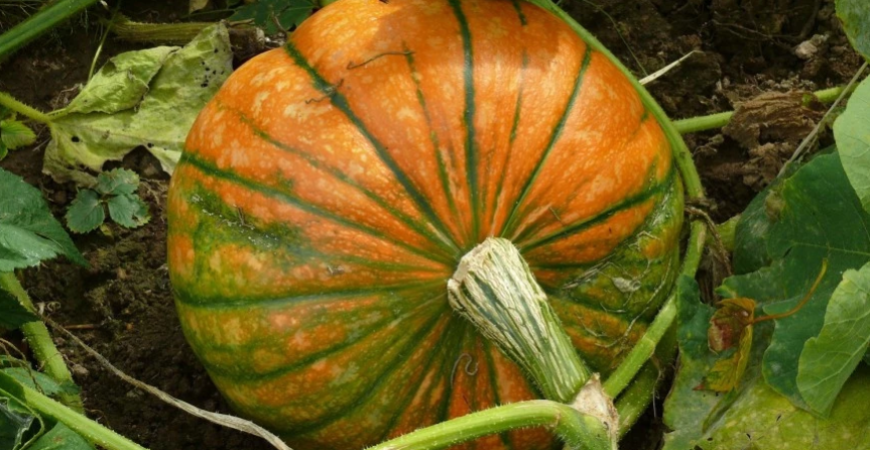 Zber tekvíc je v plnom prúde, druhov je veľa, poznáte niektoré?