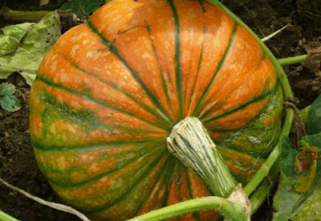 Zber tekvíc je v plnom prúde, druhov je veľa, poznáte niektoré?