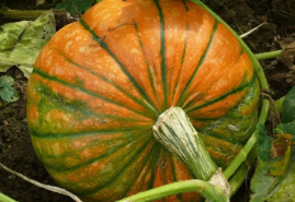 Zber tekvíc je v plnom prúde, druhov je veľa, poznáte niektoré?