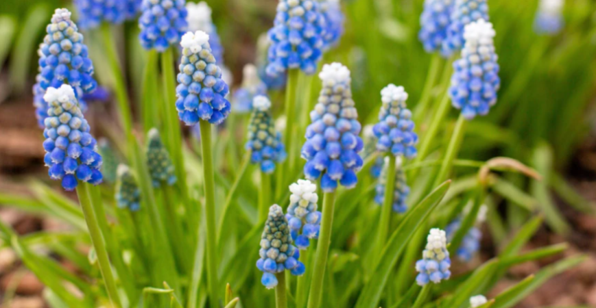 Október v záhrade – sezóna je skoro na konci