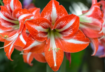 Nezamieňajte zornicu a amarylis – nie sú rovnaké