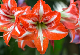 Nezamieňajte zornicu a amarylis – nie sú rovnaké