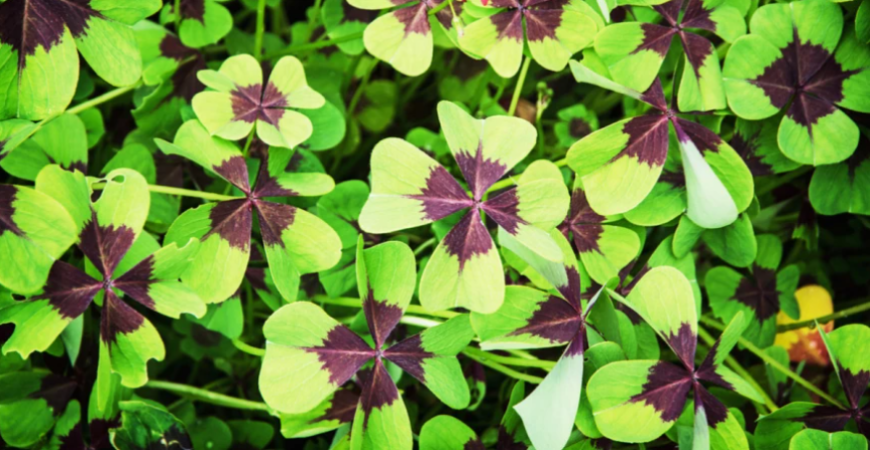 Vypestujte si svoj štvorlístok pre šťastie