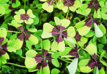 Vypestujte si svoj štvorlístok pre šťastie