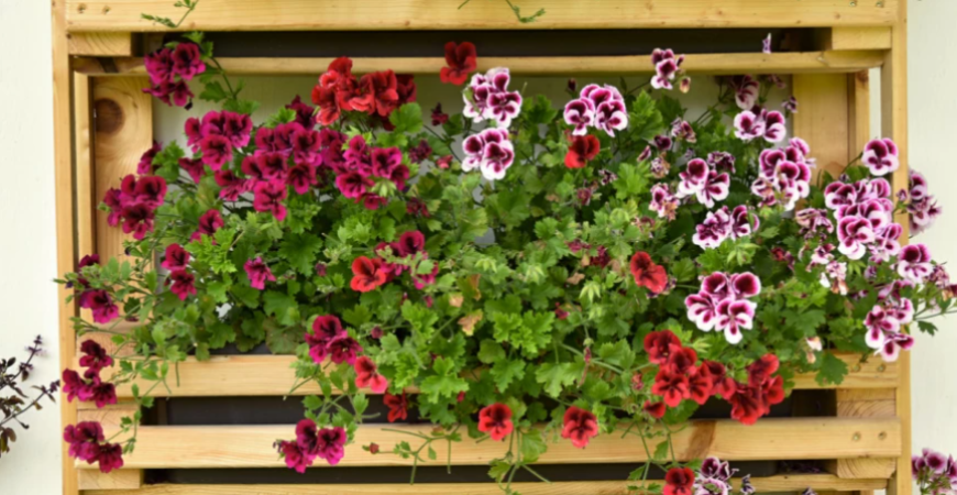 Ako na prezimovanie muškátov?