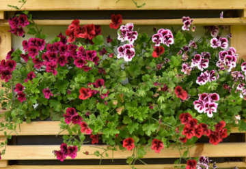 Ako na prezimovanie muškátov?