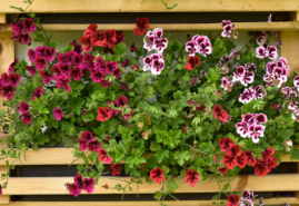 Ako na prezimovanie muškátov?