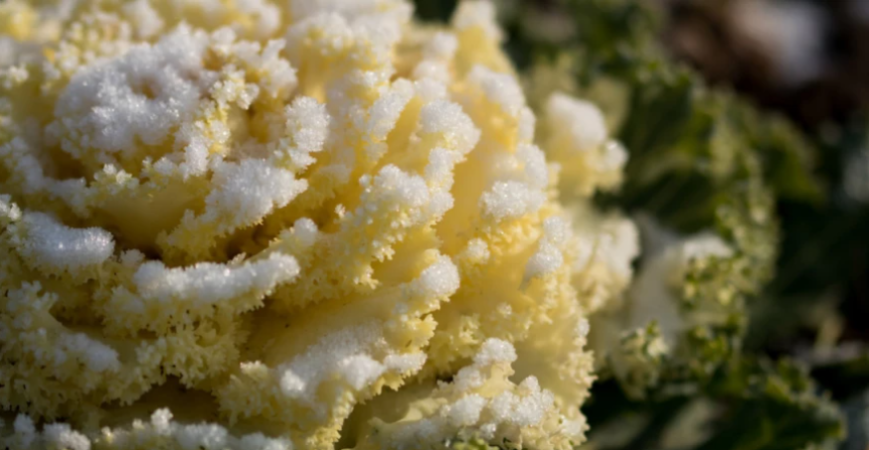 Nenáročný kučeravý kel je plný vitamínov a prežije aj mrazy