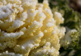 Nenáročný kučeravý kel je plný vitamínov a prežije aj mrazy