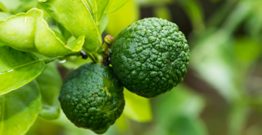 Citrusy v kvetináči – ako ich pestovať?