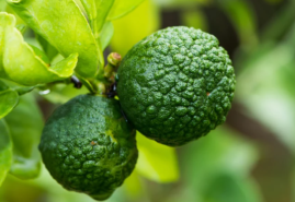 Citrusy v kvetináči – ako ich pestovať?