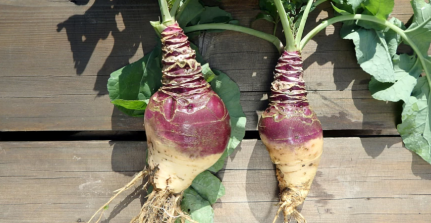 Kvaka – v minulosti zaháňala hlad, dnes je ideálna pri redukčných diétach 