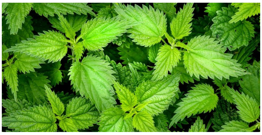 Bylinkami na posilnenie imunity – vytvorte si dostatočne silnú ochranu proti neviditeľným votrelcom poletujúcim vzduchom