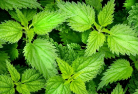 Bylinkami na posilnenie imunity – vytvorte si dostatočne silnú ochranu proti neviditeľným votrelcom poletujúcim vzduchom