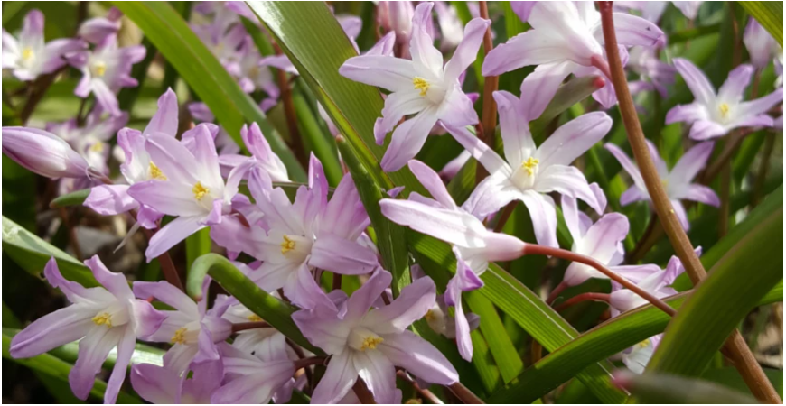 Marec na záhrade – záhradnícka sezóna sa rozbieha na plné obrátky