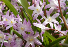 Marec na záhrade – záhradnícka sezóna sa rozbieha na plné obrátky