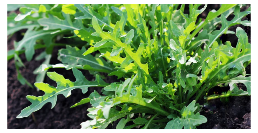 V jarnom jedálničku nezabúdajte na rukolu