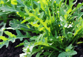 V jarnom jedálničku nezabúdajte na rukolu