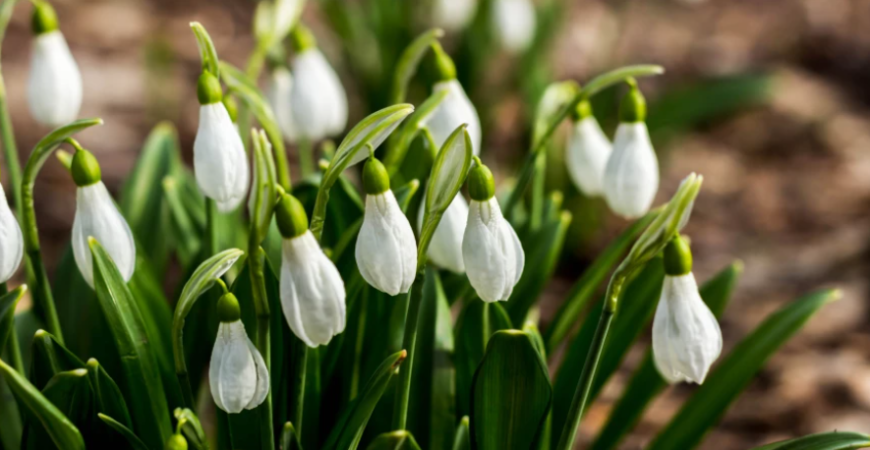 Prvá kvetinka, ktorá sa často prediera spod snehu – je tu čas snežienok a bledúľ 