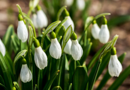 Prvá kvetinka, ktorá sa často prediera spod snehu – je tu čas snežienok a bledúľ 