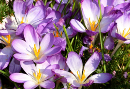 Krókusy svojimi kvetmi rozžiaria záhradu
