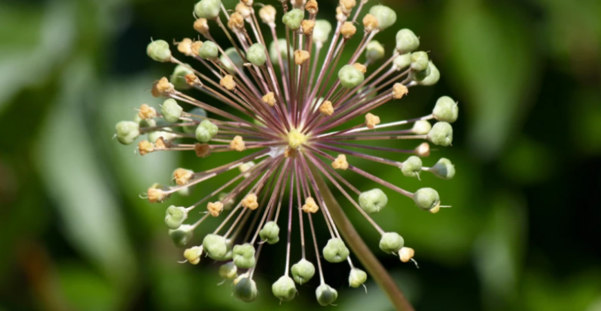 Kvety okrasných cesnakov budú dominantou jarných záhonov