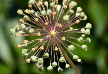 Kvety okrasných cesnakov budú dominantou jarných záhonov