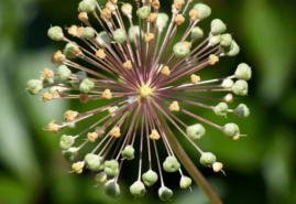 Kvety okrasných cesnakov budú dominantou jarných záhonov