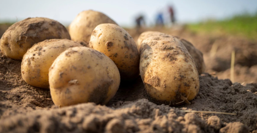 Sadíme a pestujeme – Zemiaky