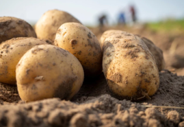 Sadíme a pestujeme – Zemiaky
