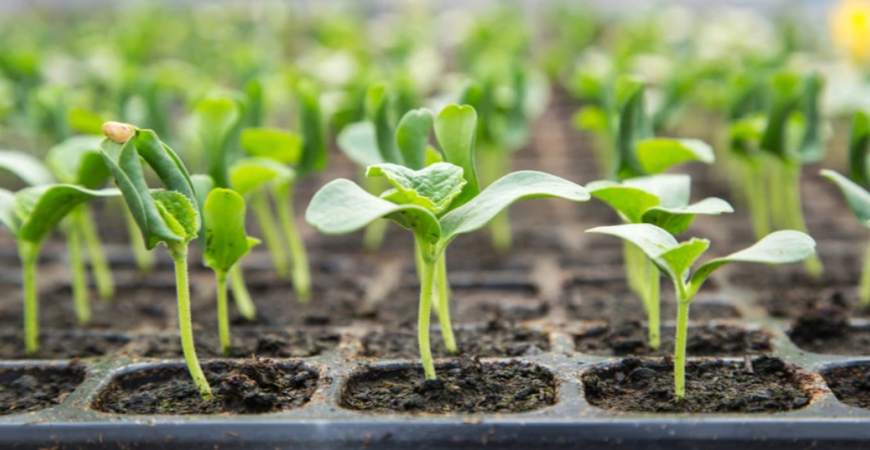 Pomocníci k predpestovaniu sadeníc