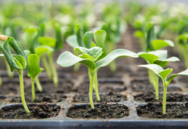 Pomocníci k predpestovaniu sadeníc