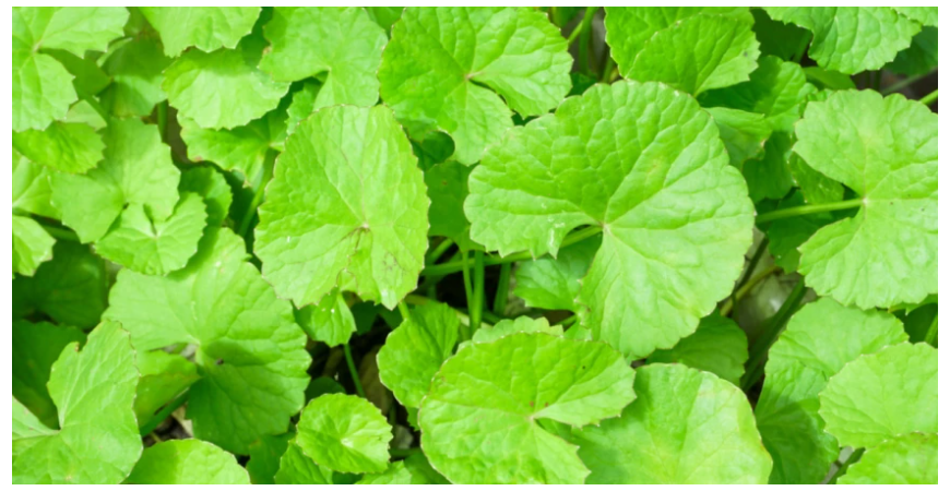 Ázijské liečivky, ktoré sa dajú pestovať doma 